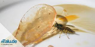 Wespen sind oft verkannte nützlinge im garten und sind durch bestimmungen der naturschutzbehörde geschützt. Wespennest Entfernen Dieser Weg Ist Der Richtige Talu De