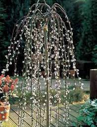 The hairy leaves are deeply lobed. 10 Pom Pom Garden Ideas Garden Plants Pom Pom