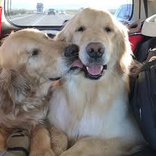 Golden Retriever Cinsindeki Kopeklerin Dostlugu Yurekleri Isitti Yasam Guncel Haberler
