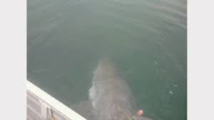 Shark attacks are rare in the country and it is thought to be the first such death since 2013. Plan To Capture Hunter S Great White Shark Photos Manning River Times Taree Nsw