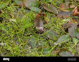Image result for Isolepis fluitans