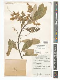 Image result for Brachylaena discolor