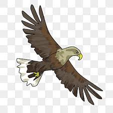 Baju kaos gambar motif burung elang rajawali hewan eagle unik pria. Burung Rajawali Gambar Png File Vektor Dan Psd Unduh Gratis Di Pngtree