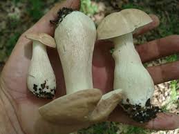 Image result for Boletus separans