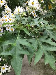 Image result for Montanoa bipinnatifida