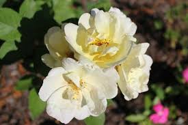 Knockout roses are in the disease resistant rose line. How To Grow And Care For Knockout Roses Happy Diy Home