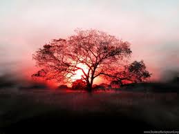 Maybe you would like to learn more about one of these? Download Fantastic Red Tree Hd Wallpapers Desktop Background