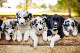 Border Collie Puppies Pets Training And Boarding