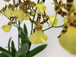 Honey bee flowers to plant. Oncidium Honey Bee Orchideen Wichmann De Highest Horticultural Quality And Experience Since 1897