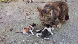 Cute baby kittens | clumsy baby kitten #kitties. Baby Kittens Meowing Very Loudly For Mom Cat Youtube