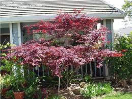 Maybe you would like to learn more about one of these? Plantfiles Pictures Acer Japanese Maple Red Emperor Acer Palmatum By Kachinagirl