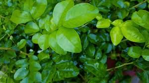 Image result for Basella paniculata