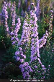 Image result for Nesaea aspera