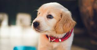 We did not find results for: Tails Com Why Is My Puppy Not Eating The Answer