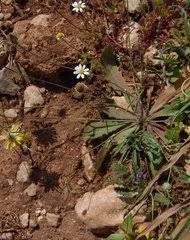 Image result for Bothriocline quercifolia