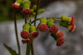 Image result for Crassocephalum crepidioides