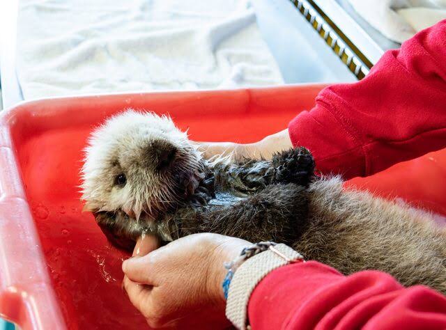 Rescuers 'cautiously optimistic' about survival of weeks-old B.C. sea otter  pup - The Globe and Mail