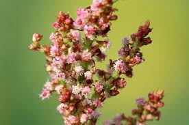 Image result for Rumex