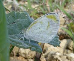 Image result for Eureiandra eburnea