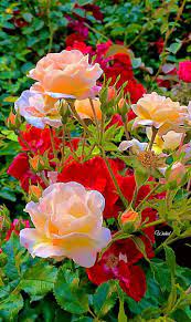 These are small in stature and look very graceful and slender. Pin By Mary Alice Calderon On Beautiful Nature Beautiful Rose Flowers Rose Flower Wallpaper Beautiful Flowers