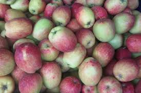 Apel merupakan salah satu jenis buah yang punyak banyak penggemar. Ciri Ciri Apel Malang Yang Tak Semua Orang Malang Tahu Ngalam Co