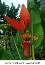 Image result for Musaceae