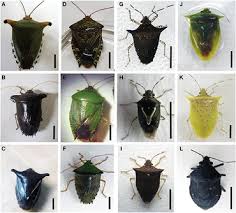 Image result for Entada chrysostachys