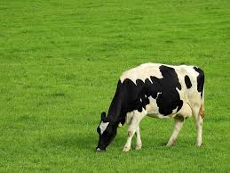قطيع البقر في المنام يدل على السنوات المقبلة إذا علم الرائي عددها. ØªÙØ³ÙŠØ± Ø­Ù„Ù… Ø±Ø¤ÙŠØ© Ø§Ù„Ø¨Ù‚Ø± Ø£Ùˆ Ø¨Ù‚Ø±Ø© ÙˆØ§Ø­Ø¯Ø© ÙÙŠ Ø§Ù„Ù…Ù†Ø§Ù… ÙÙˆØ§Ø¦Ø¯