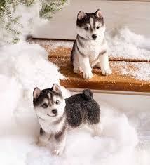 120,487 likes · 49 talking about this. Lifelike Indoor Outdoor Siberian Husky Puppy Statues Set Of 2 Plowhearth