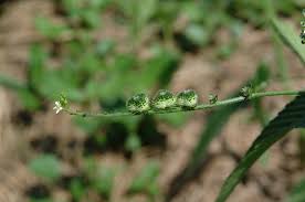 Image result for Caperonia