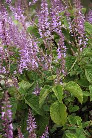 Image result for Plectranthus swynnertonii