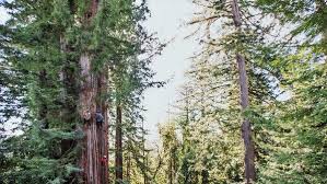Maybe you would like to learn more about one of these? In Towering Redwoods An Abundance Of Tiny Unseen Life The New York Times