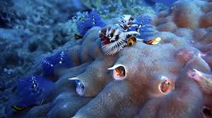 Hasil pembuahan ini disebut zigot. Porifera Hewan Berpori Atau Hewan Spons Kerajaan Biologi