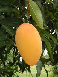 National Flower And National Fruit Of Pakistan In Urdu