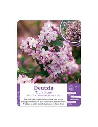 Image result for Deutzia x hybrida ′Mont Rose
