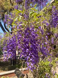 Image result for Bolusanthus speciosus