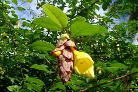 Image result for Gmelina