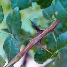Image result for Zanthoxylum