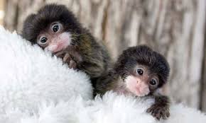 How much is the price of a finger monkey? How Much Does A Finger Monkey Cost Petspruce Com
