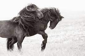 Discovering The Horses Of Sable Island