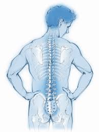 Find the perfect human back bones stock photo. Spine And Back Bones In Transparent Man Stock Images