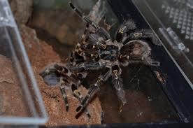 Chaco golden knee tarantula care. Grammostola Pulchripes Chaco Golden Knee Care Sheet Jamie S Tarantula Blog
