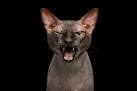 Top 10 Meanest Cat Breeds - PetGuide | Dog, Cat, and Pet ...