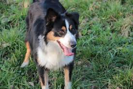 If you live an active life, this breed can be a good choice for you. Common Australian Shepherd Health Problems Canna Pet