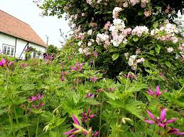 Quel type de tondeuse pour quelle utilisation ? Geranium X Oxonianum Catherine Deneuve