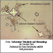 Urinalysis Vca Animal Hospitals Medical Lab Technician Medical Laboratory Technician Medical Laboratory