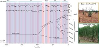 Image result for Alloeochaete oreogena