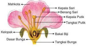 Pengertian Dan Contoh Perkembangbiakan Generatif Pada Tumbuhan Materiipa Com