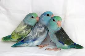 Available Baby Young Breeder Parrotletlets For Sale Parrotlet Pet Birds Parrotlets For Sale