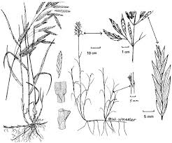 We did not find results for: Instructions Particulieres Ip 142 1 2 5 Especes A Fourrage Vert A Gazon A Couverture Et Especes Indigenes Agence Canadienne D Inspection Des Aliments